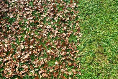 Healthy Autumn Lawn